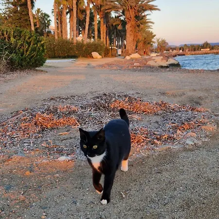 Mycyprusstay - Pasithea Seaview *