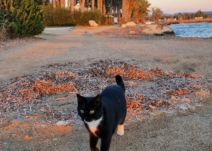 Mycyprusstay - Pasithea Seaview *